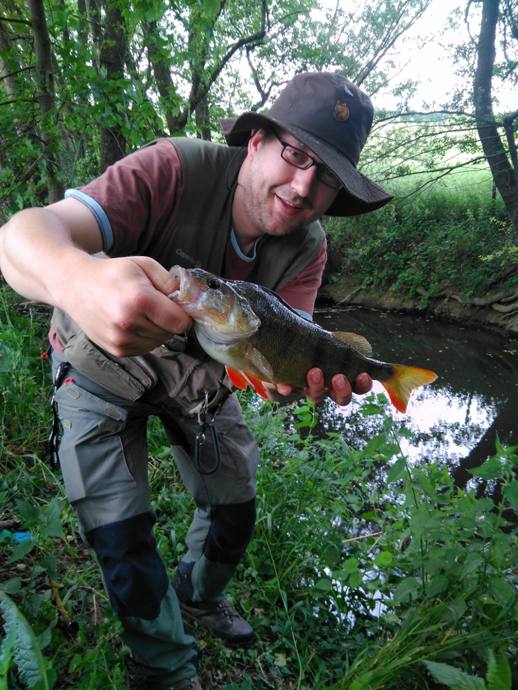 Flussbarsch 30cm